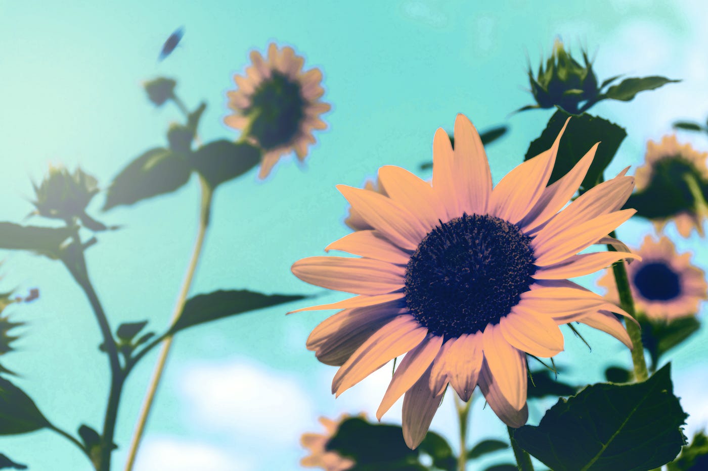 Image of sunflowers and a light blue sky.