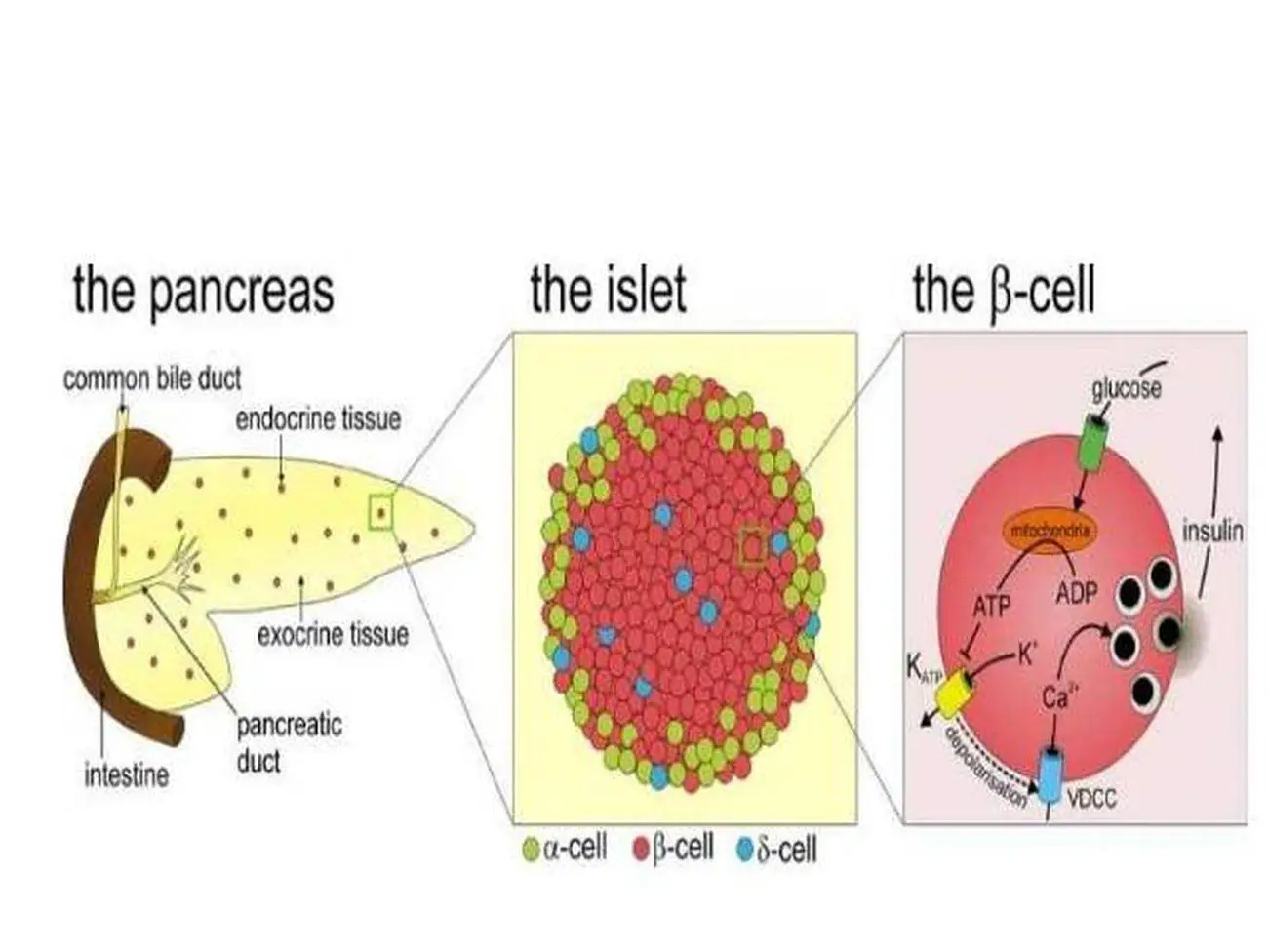 https://healthiack.com/wp-content/uploads/Pictures-of-Beta-Cells-744.jpg