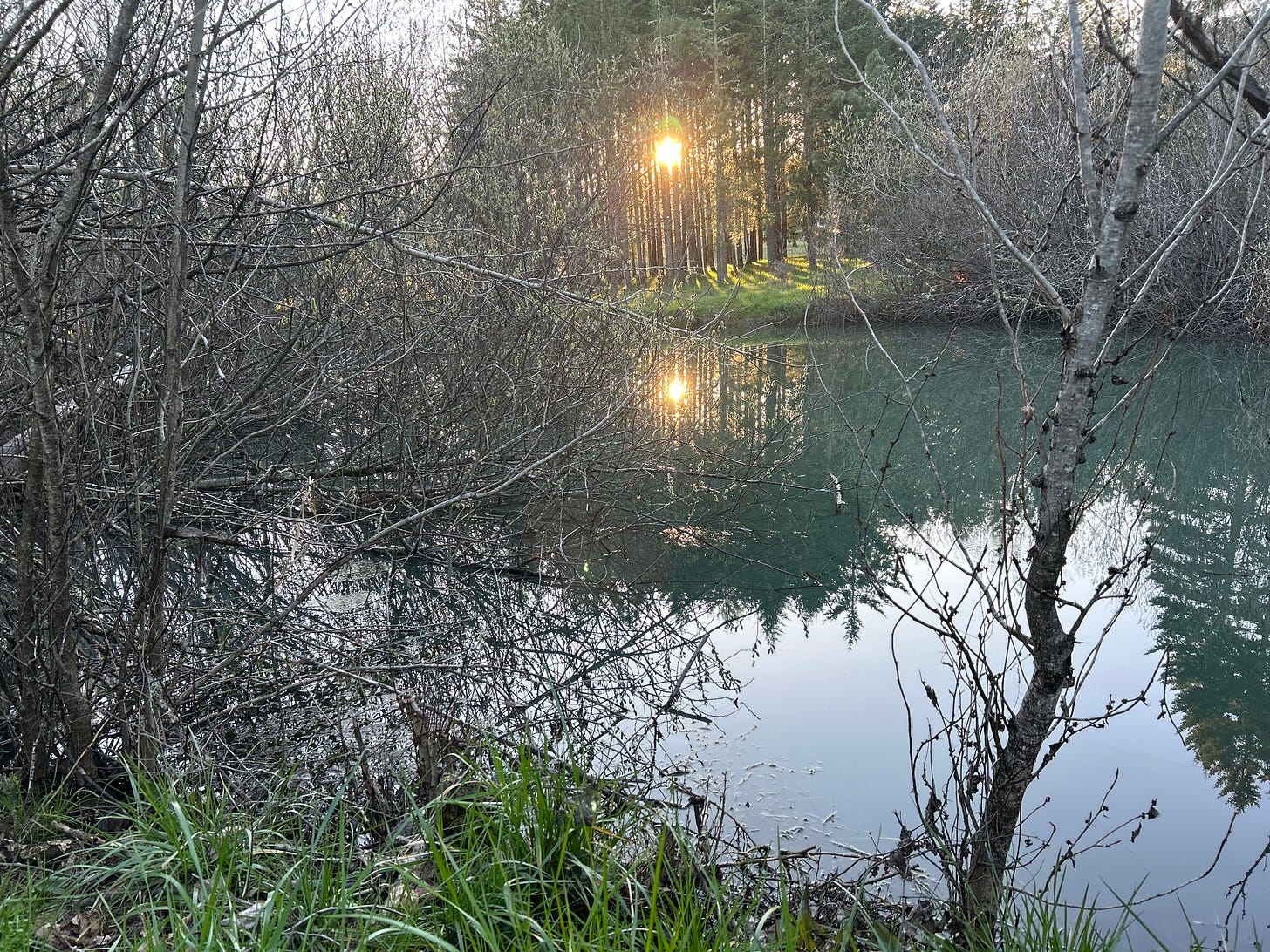 A pond with bare-limbed trees at its edges, the setting sun spilling through a ponderosa grove at the far end. If you look close, you can see tree frog egg masses on the surface.