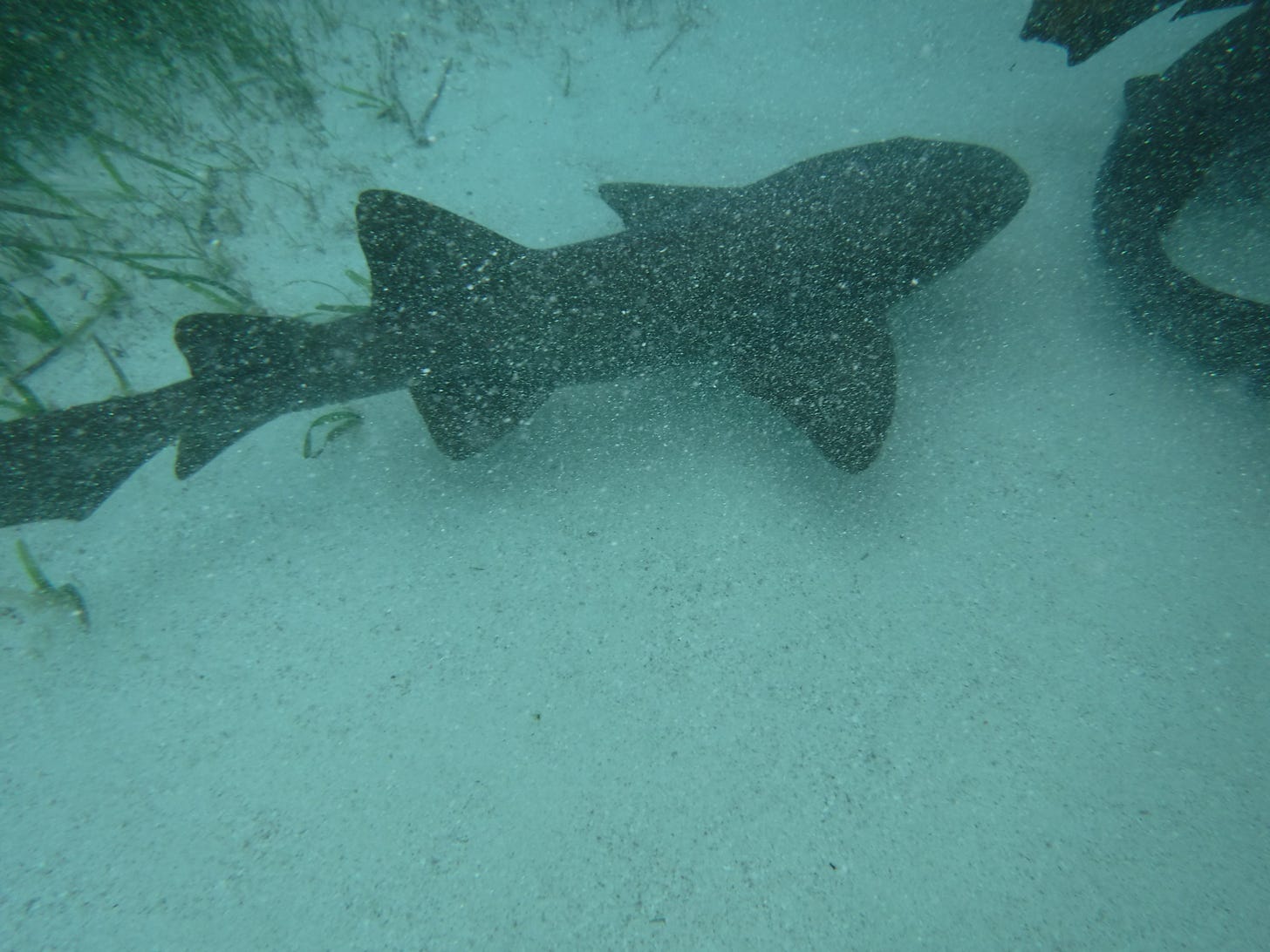 A large nurse shark in Shark Ray Alley in Belize