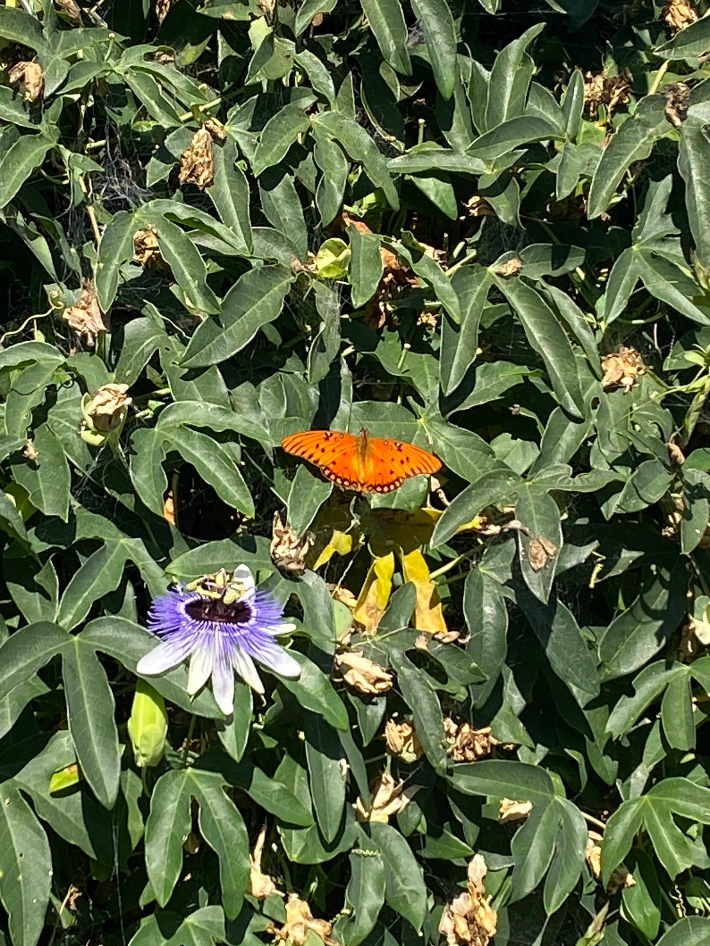 an orange butterfly sitting on a passion fruit bush that has white and purple flowers