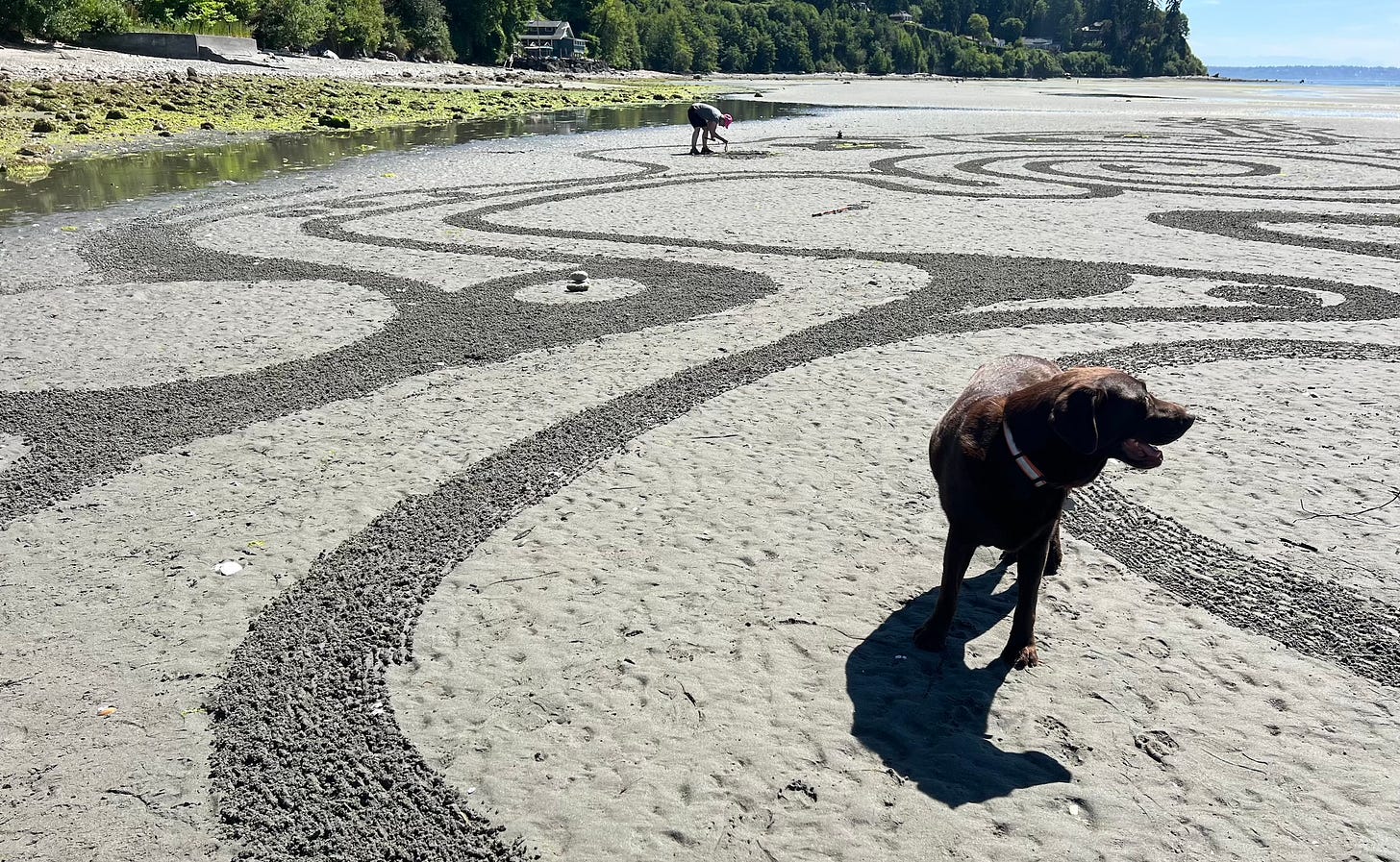 dog in path of labyrinth with small rock stack