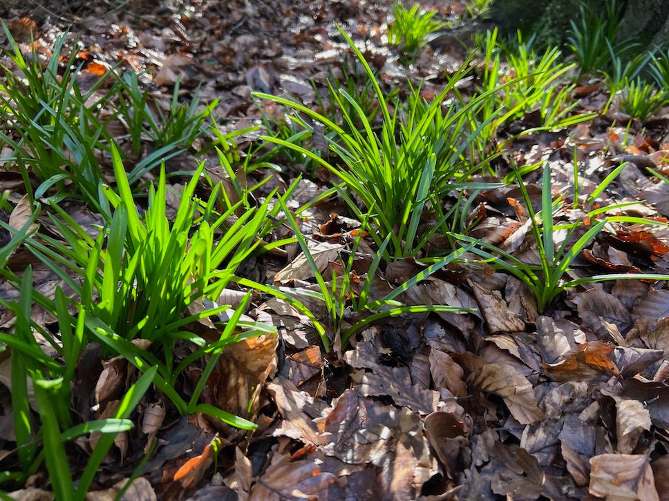 Photo by Author — emerging Bluebells