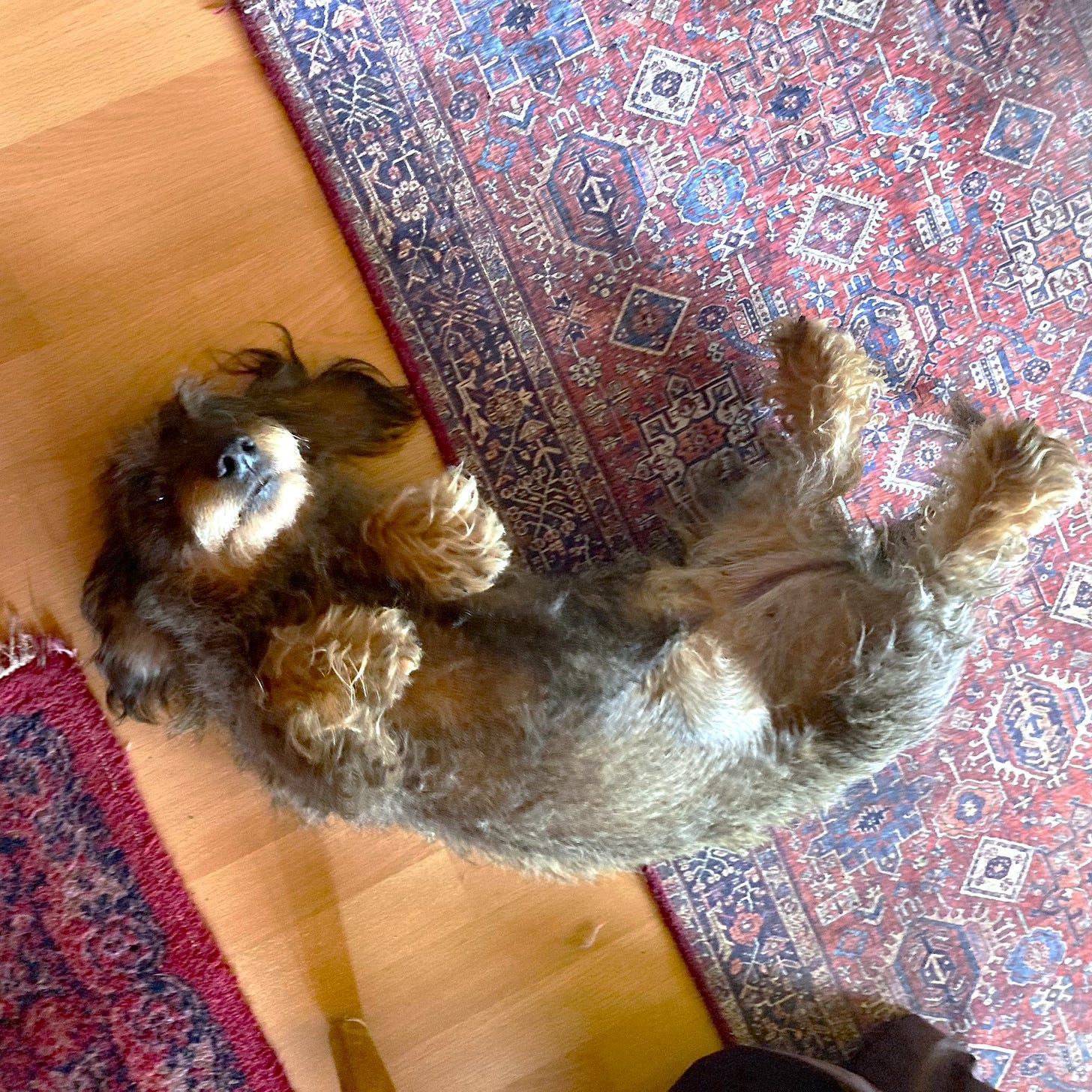 Brown wirehair dachshund showing her belly on wood floor