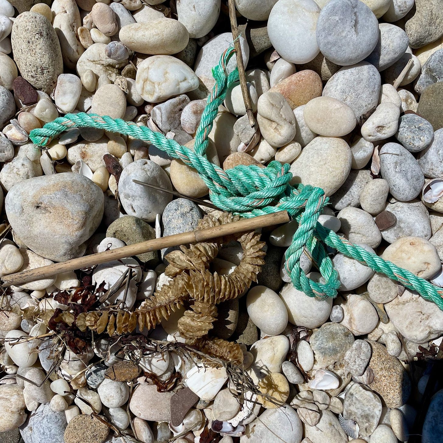 Whelk egg casings at the beach.