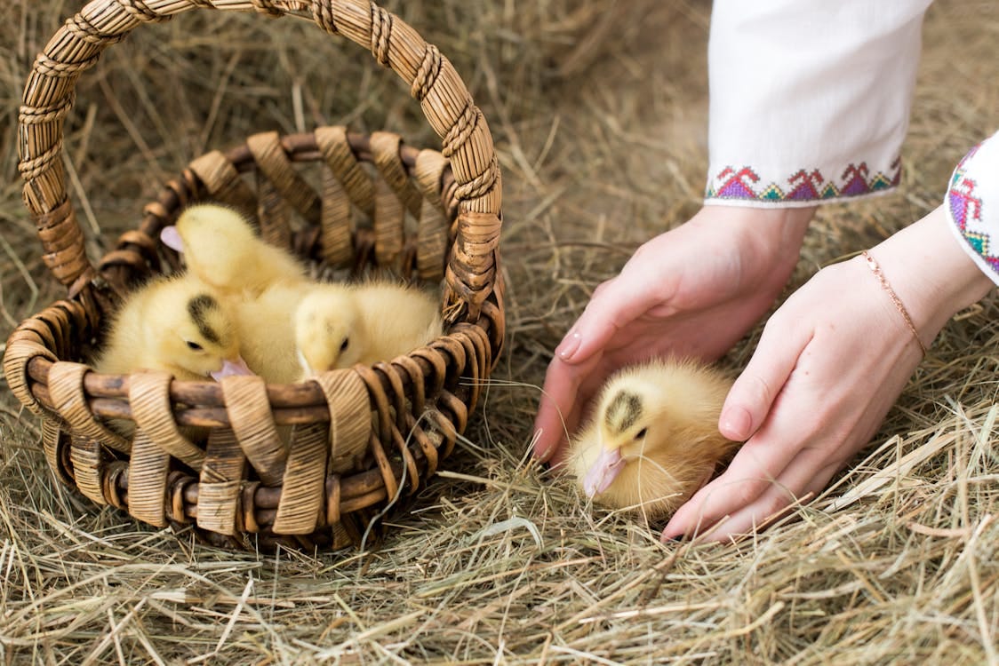 Free Hands gently tending to ducklings in a rustic basket over straw, symbolizing care and nature. Stock Photo