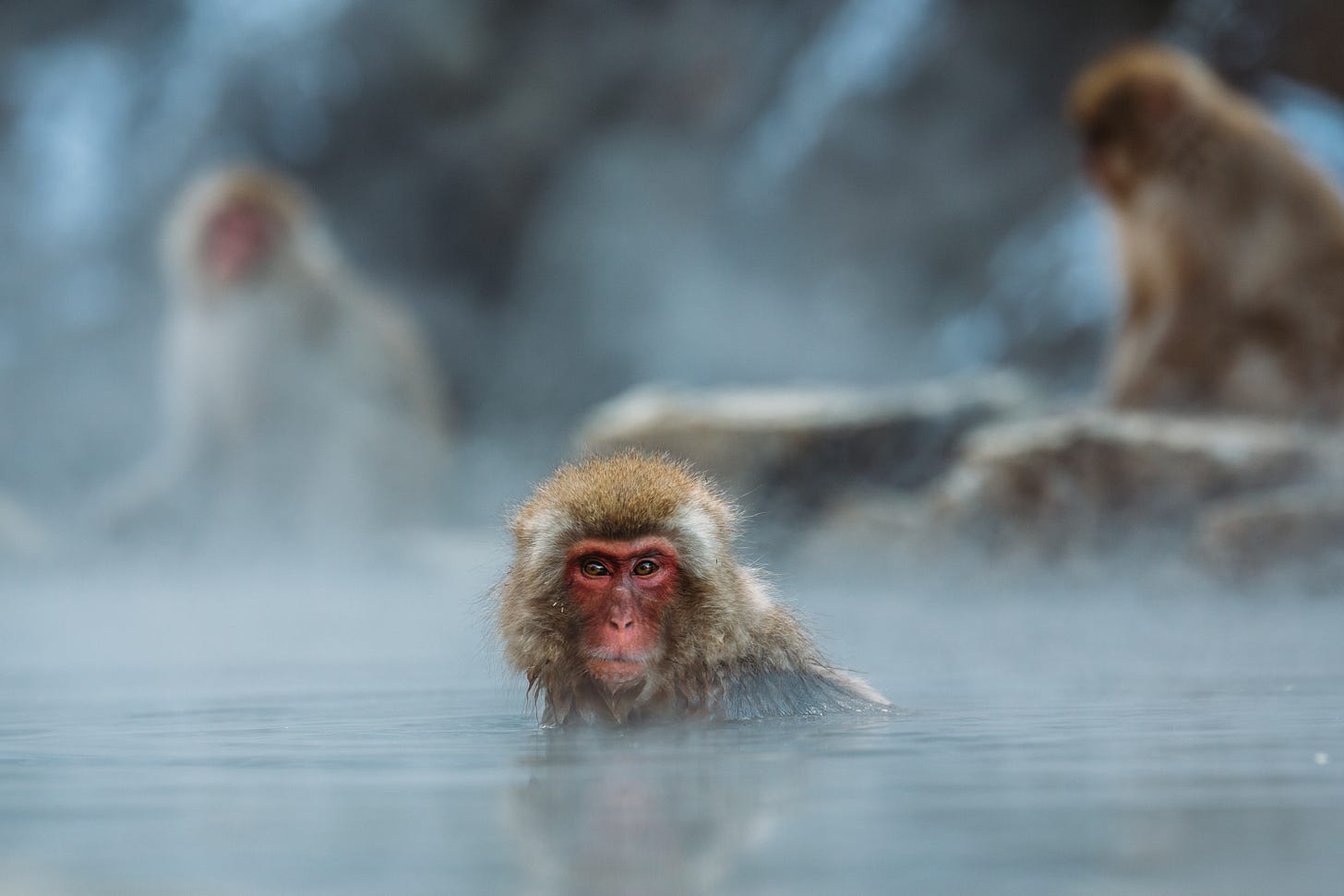 Rhesus macaque monkey in water