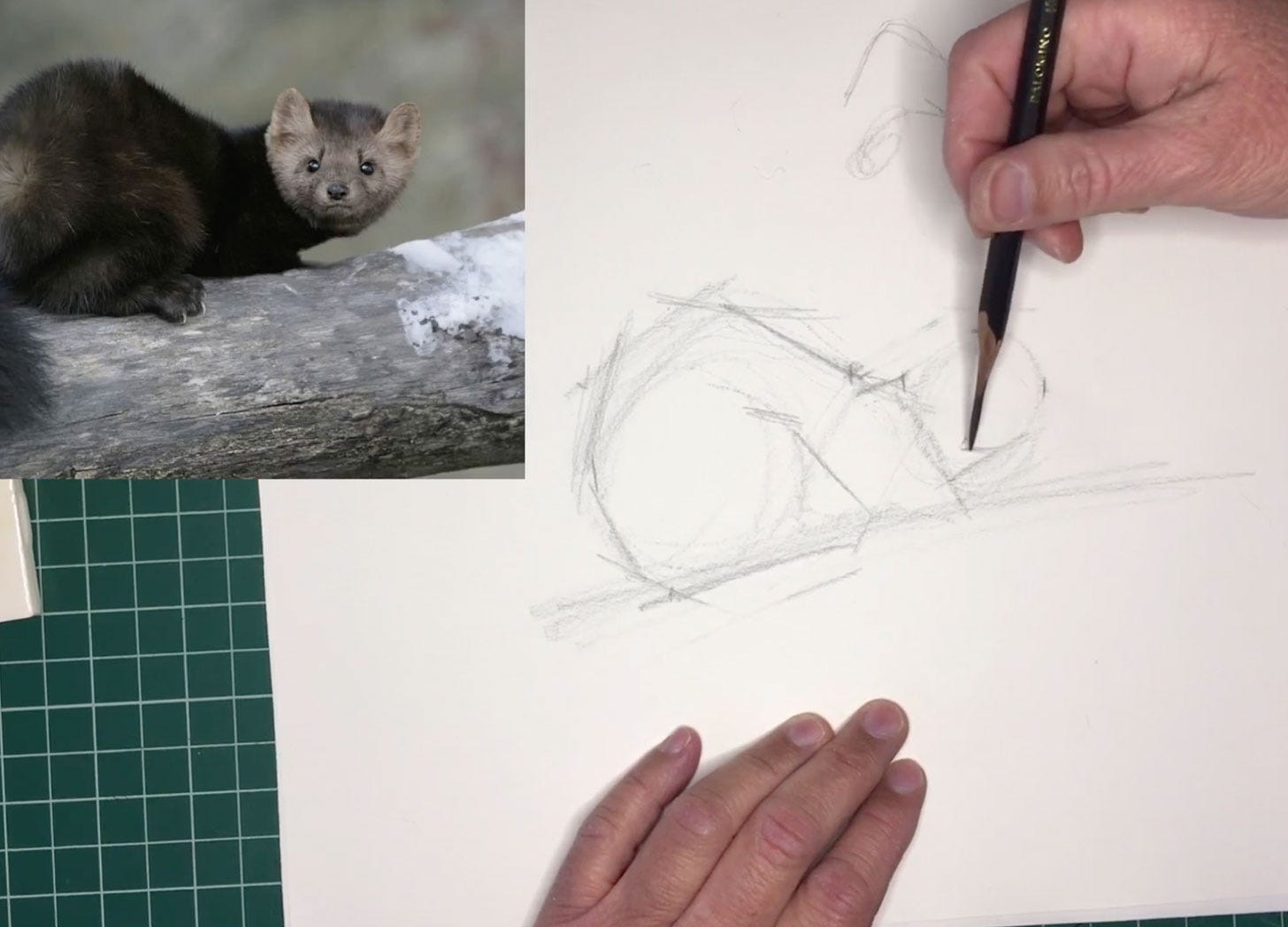 nature journal sketch of a pine marten