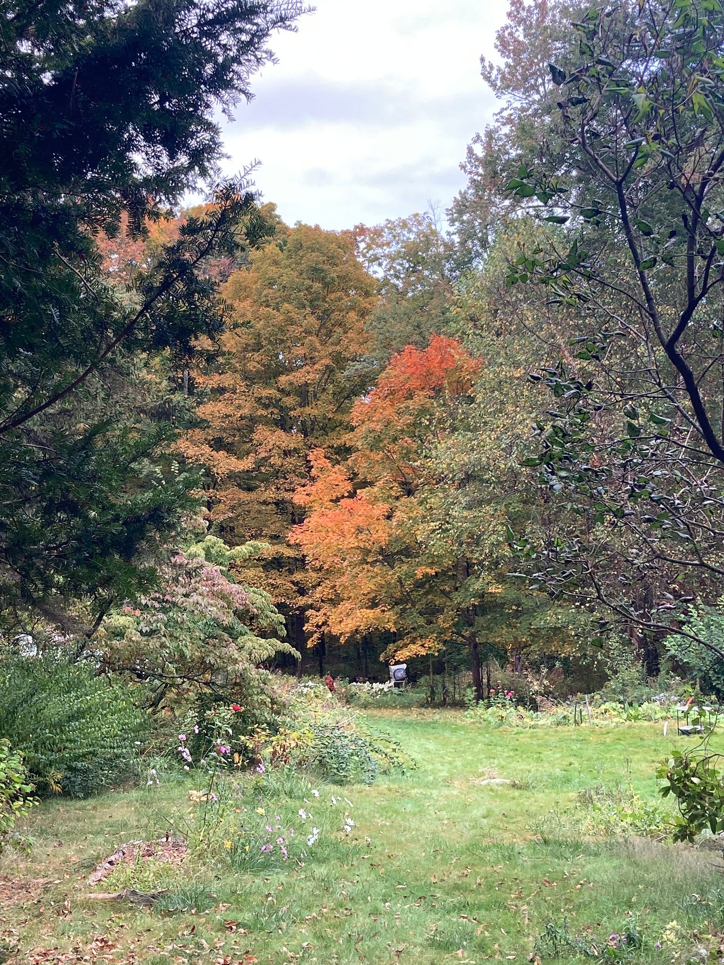 Image of forest with one bright orange tree