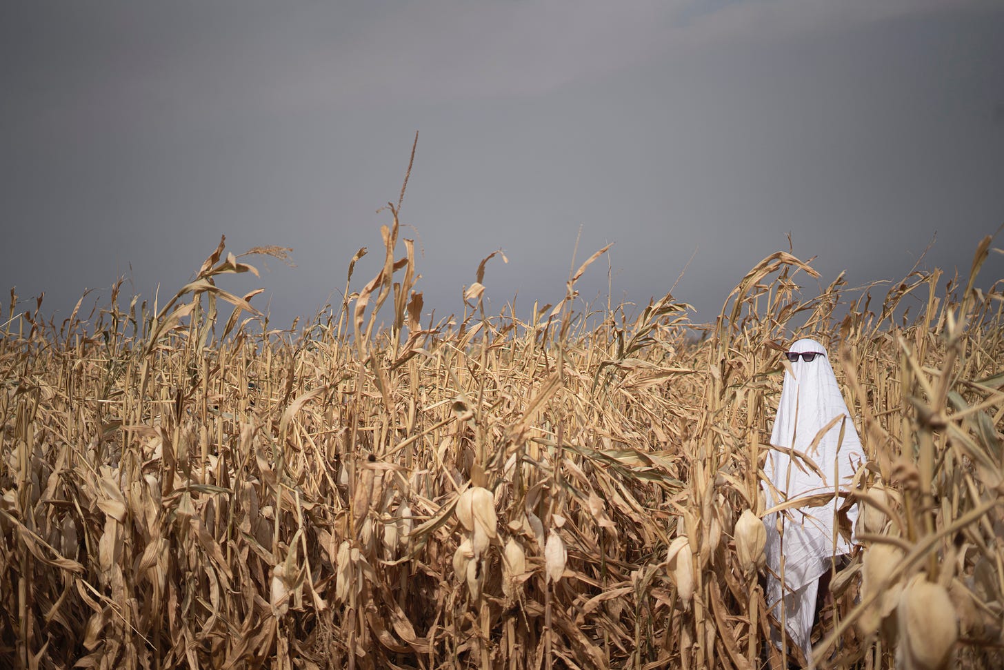 A cornfield under a moody grey sky with a ghost wearing sunglasses placed as a scarecrow, or perhaps a warning to humans?