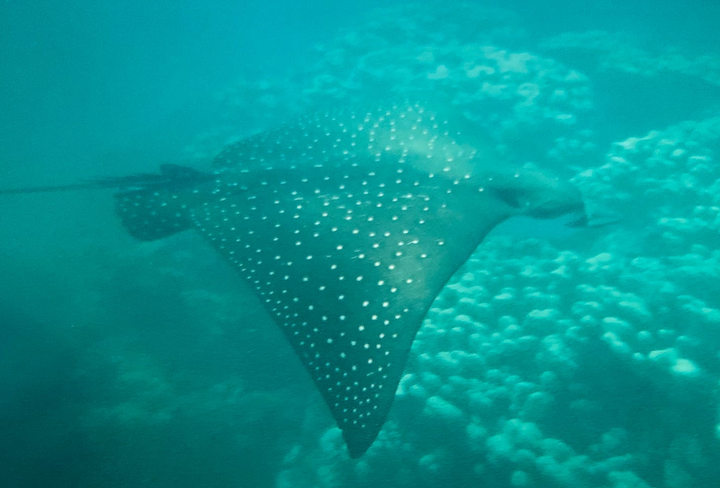 Underwater photo of spotted eagle ray Wendi Gordon saw while snorkeling off the coast of Maui.