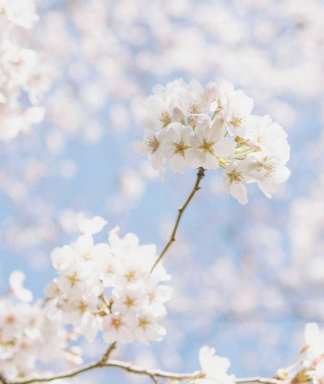 white petaled flower white petaled flower