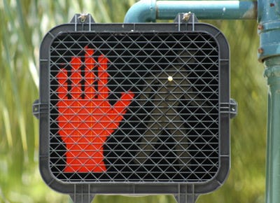 Pedestrian Signals | DriversEd.com