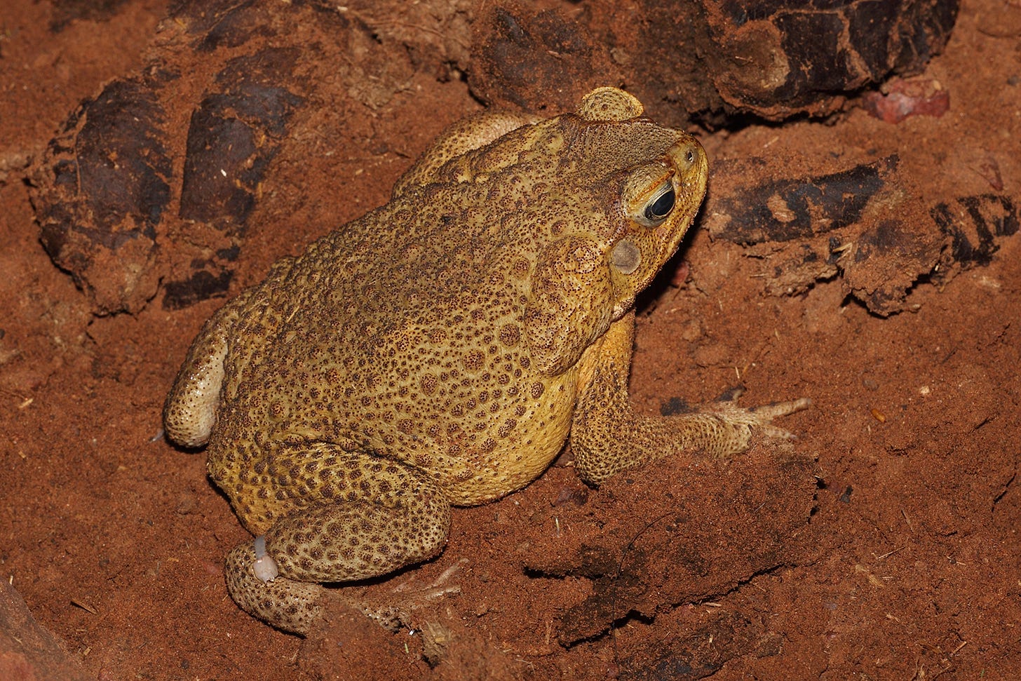 A tan cane toad, on a brown soil background. The toad is facing right. 