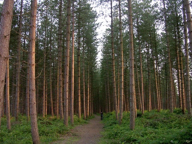 Missing the Forest for the Trees - NC Child