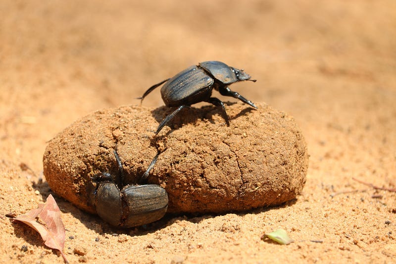 Dung on the sand with insects on it.