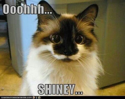 Oooh shiny | Beautiful cats, Pretty cats, Kittens cutest