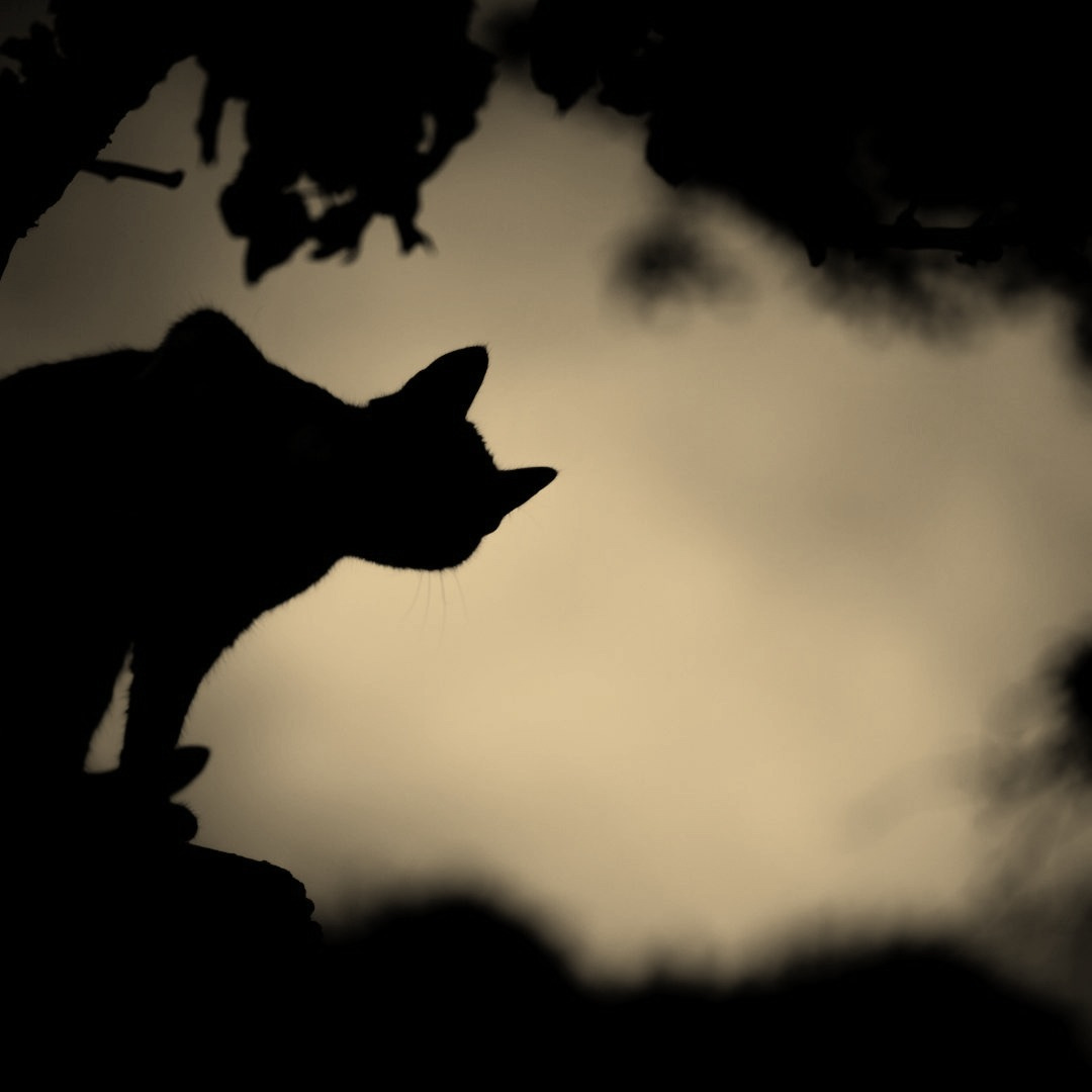 A stock photo showing the silhouette of a cat against a sepia sky.