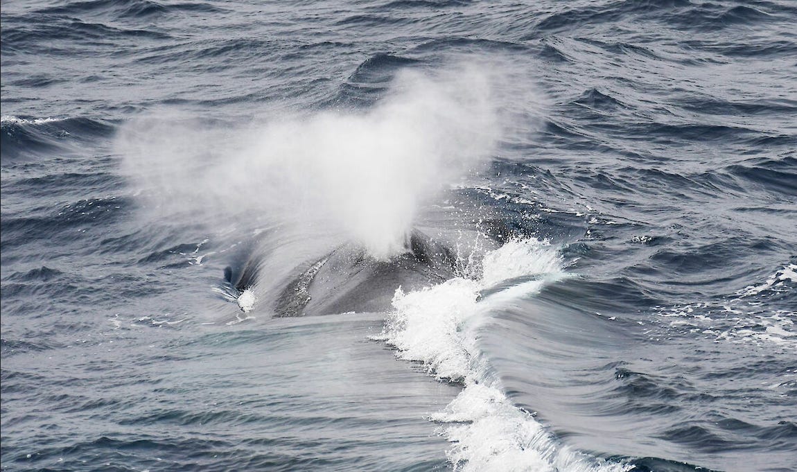 imagen de una ballena de azul saliendo del agua y respirando mientras expulsa un chorro de agua