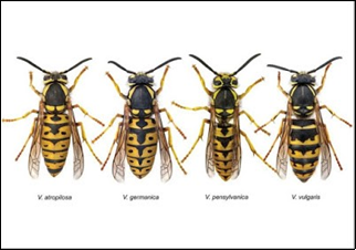 Yellow jacket identification panel, collect all 4!