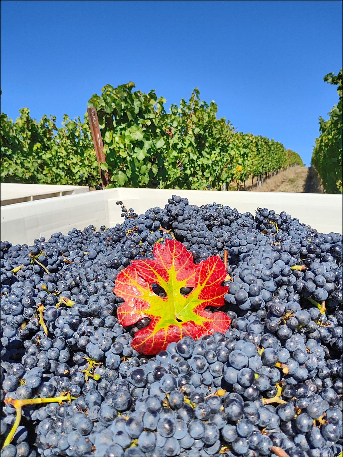 The last best day for the Syrah Cluster Pluck!