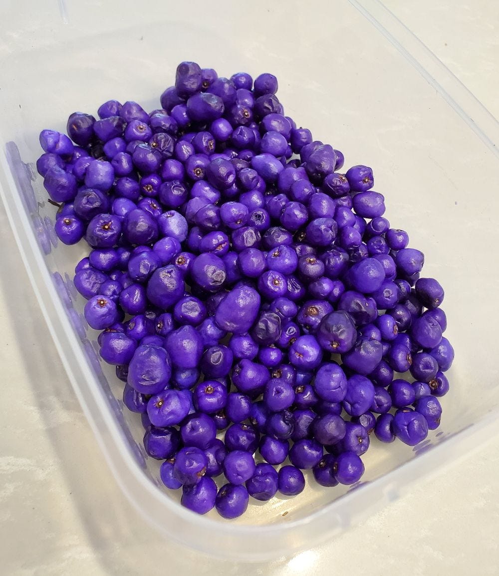 Dianella caerulea [harvested berries - Newington] 20221208_121738 sml.jpg