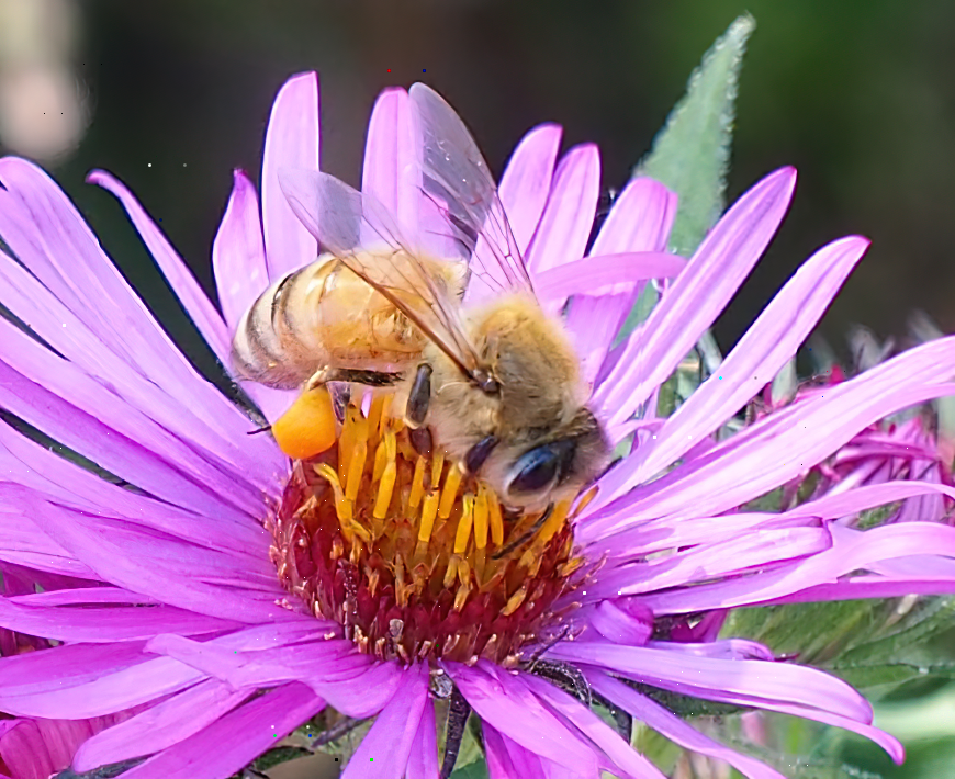 Bee collecting pollen at Albertson Park in Boise, Idaho