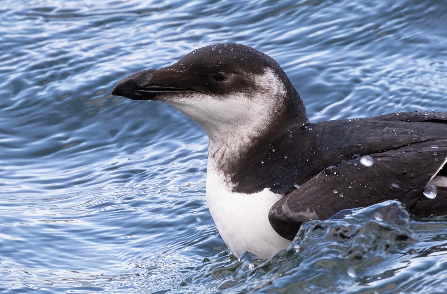 a razorbill facing left, taking up most of the image (its rear end is cut off). water is splashing uo against its side. it is a juvenile - it has a thinner dark beak and pale goes lal the way up to underneath and behind its eye. it is facing left.