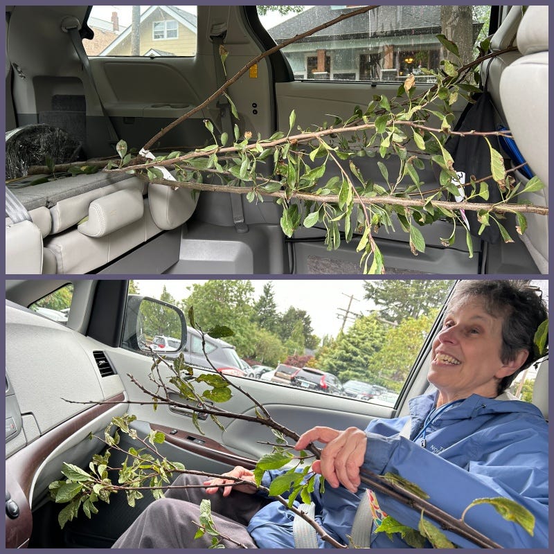 Photo of inside of the van with a tall tree inside. And photo of Laurie inside van with tree branches on her lap