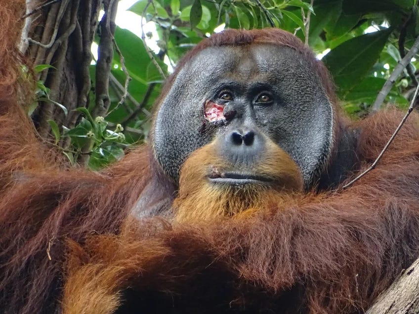 Rakus, un esemplare di orango di Sumatra, con una ferita profonda sul volto. Rakus, un esemplare di orango di Sumatra, con una ferita profonda sul volto.