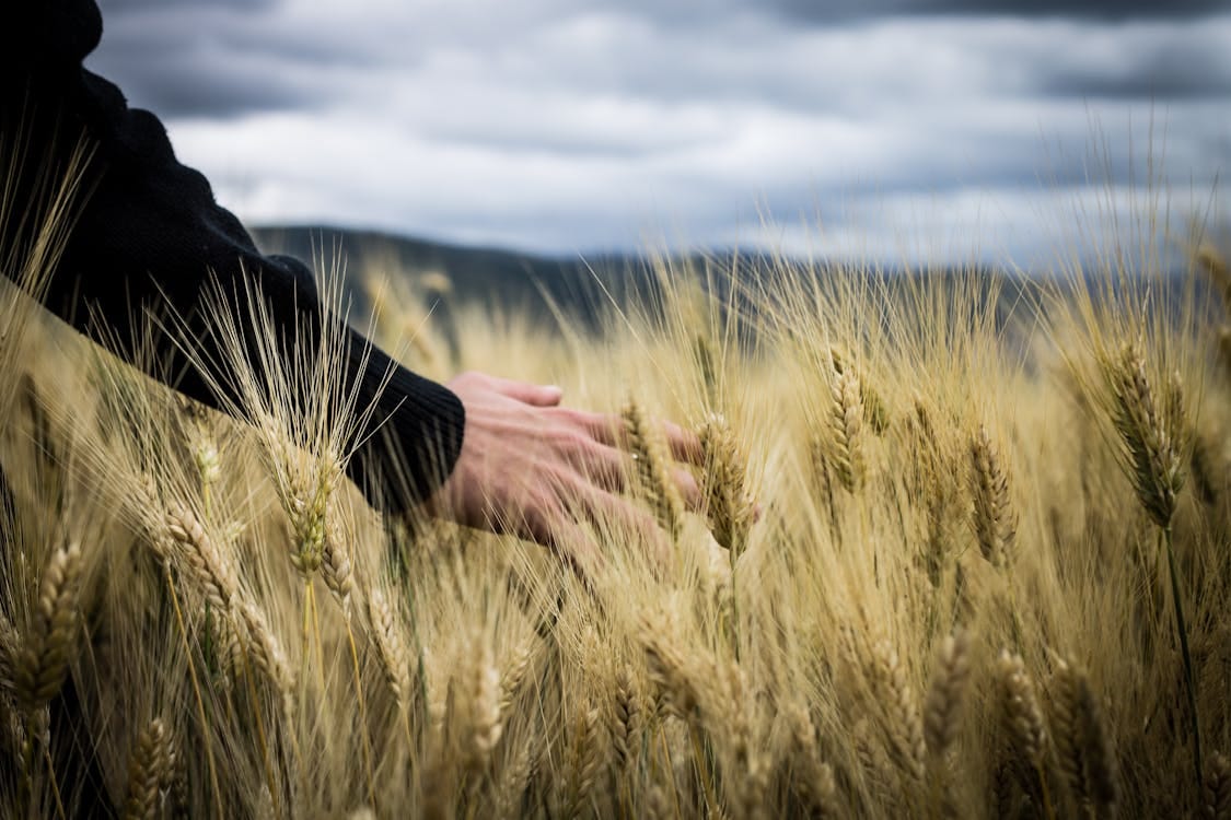 Free Photo of a Person's Hand Touching Wheat Grass  Stock Photo