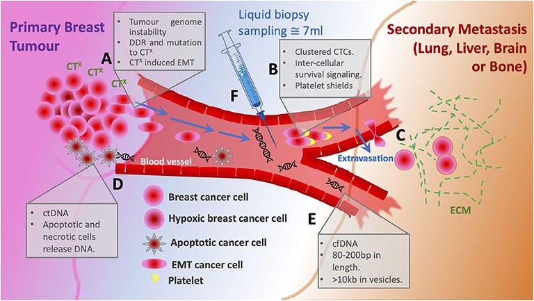 Circulating Tumor Cells in Metastatic Breast Cancer