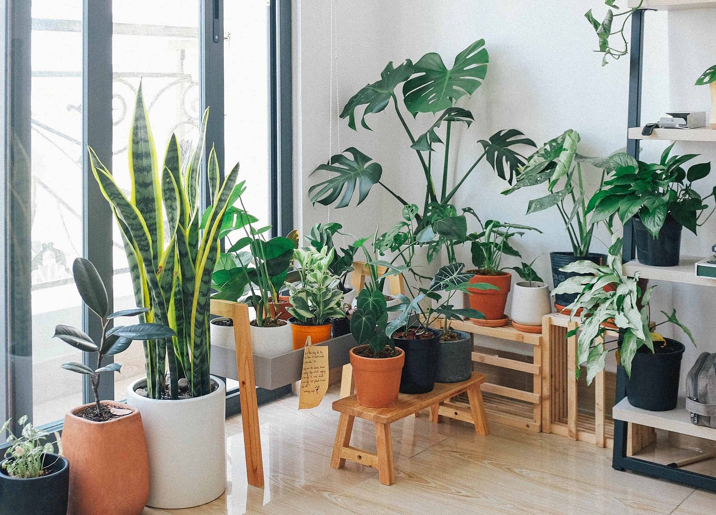 Plants (image via Pexels)