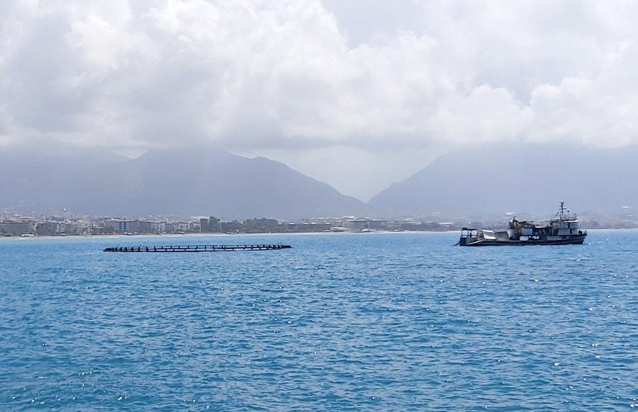 Alanya limanında orkinos kirliliği iddiası - Bursada Bugün - Bursa bursa  haber bursa haberi bursa haberleri Bursa