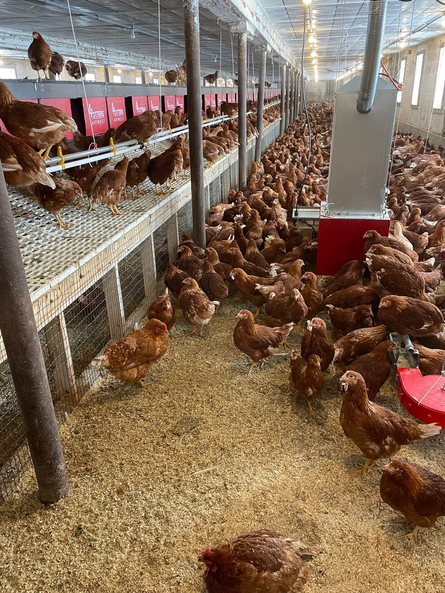 Oliver's Organic Eggs in Frankfort, NY | Jones Family Farm Oliver's Organic Eggs in Frankfort, NY | Jones Family Farm