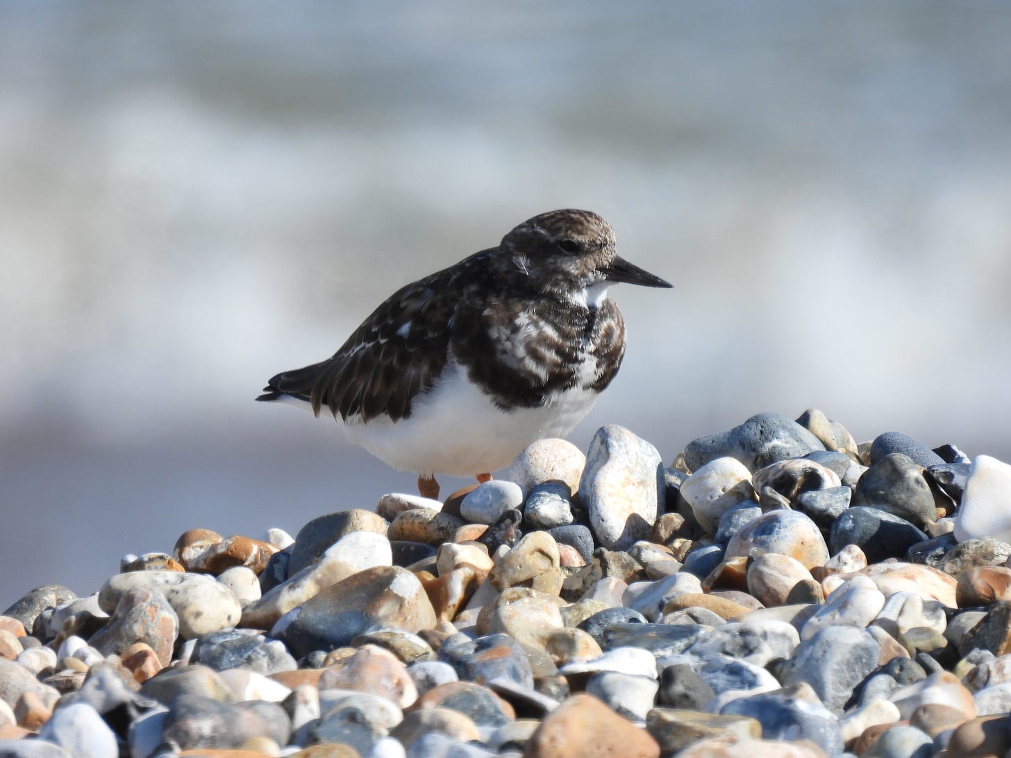 Description: Ruddy Turnstone standing on a pebble beach. The bird is facing to the right of the frame. The background is blurred grey and white waves. The Ruddy Turnstone is a dumpy wader with a black bill, white undersides and brown mottled plumage above. 