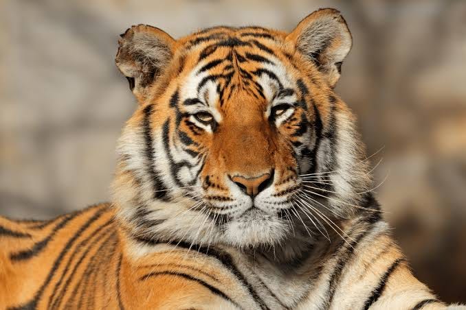 Endangered Tiger: Threats and Conservation Efforts | Earth.Org