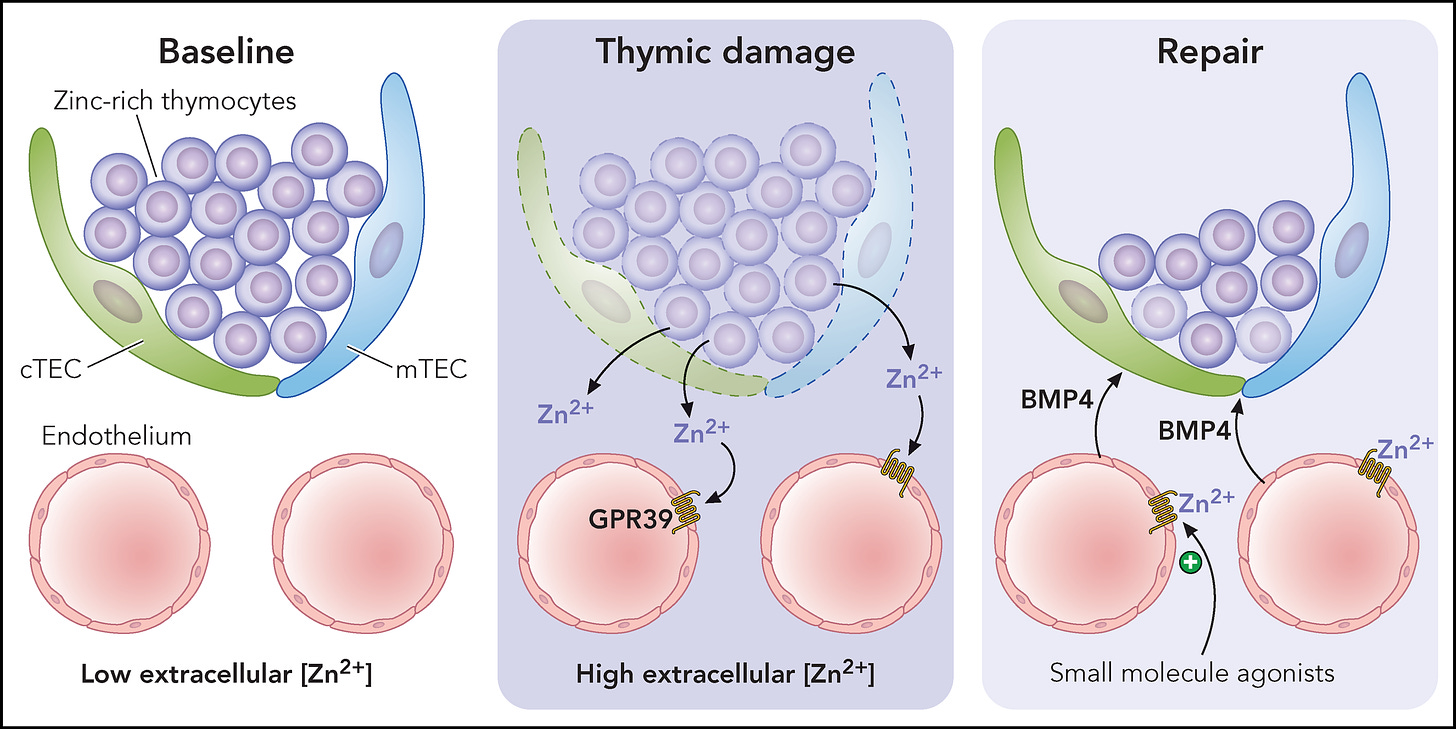 Zinc functions as a damage-associated signal after thymic damage. Zinc ions (Zn2+) are normally highly concentrated intracellularly, and zinc plays a critical role in thymopoiesis (baseline). After damage, dying thymocytes release Zn2+ into the extracellular space, activating endothelial cells via the G protein-coupled receptor GPR39. GPR39 signaling triggers the release of BMP4, which sustains regeneration of cortical and medullary thymic epithelial cells (cTEC, mTEC) to promote de novo T-cell production. Professional illustration by Patrick Lane, ScEYEnce Studios.