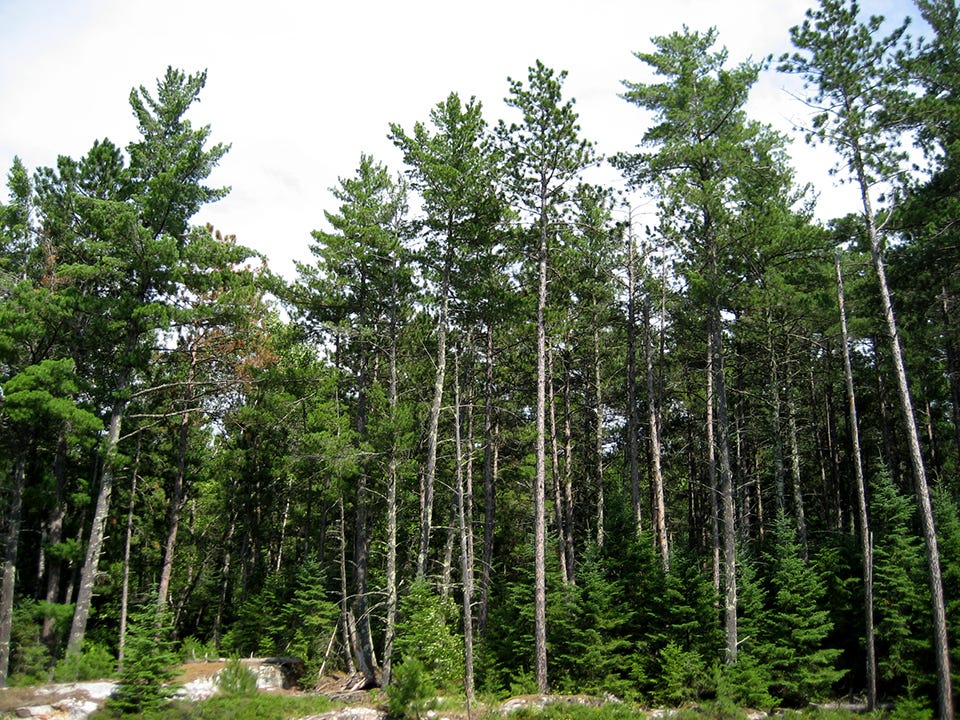 Wildland Fire in Red Pine and White Pine (U.S. National Park Service)