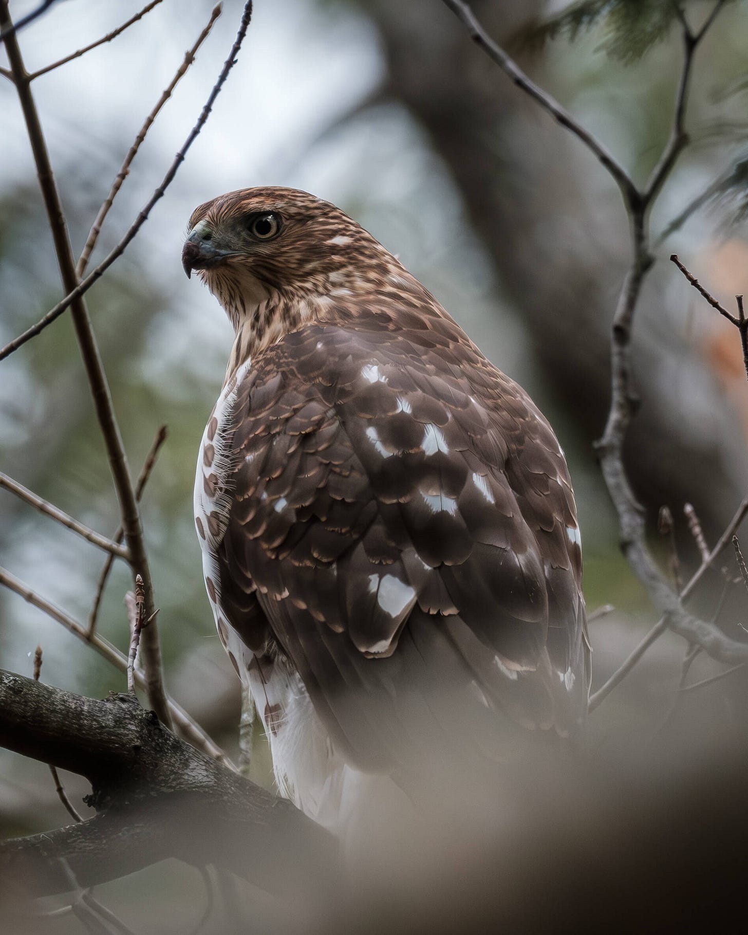 Immature Coopers Hawk scanning the forest