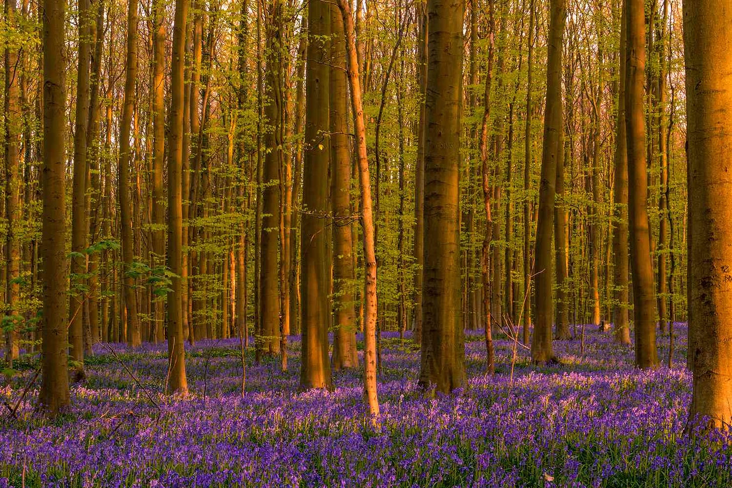 12 Most Beautiful Forests Around the World