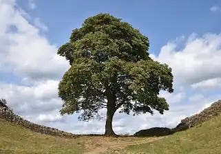 Former tree in Sycamore Gap before it was cut down