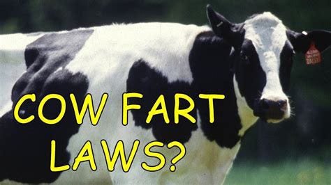 California's Cow Fart Law - YouTube