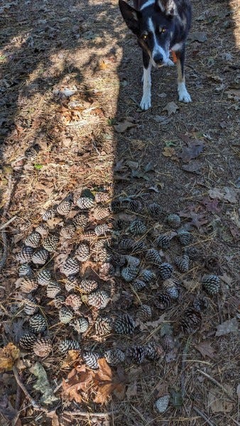 Dog standing next to a bunch of pinecones arranged in a spiral on the ground.