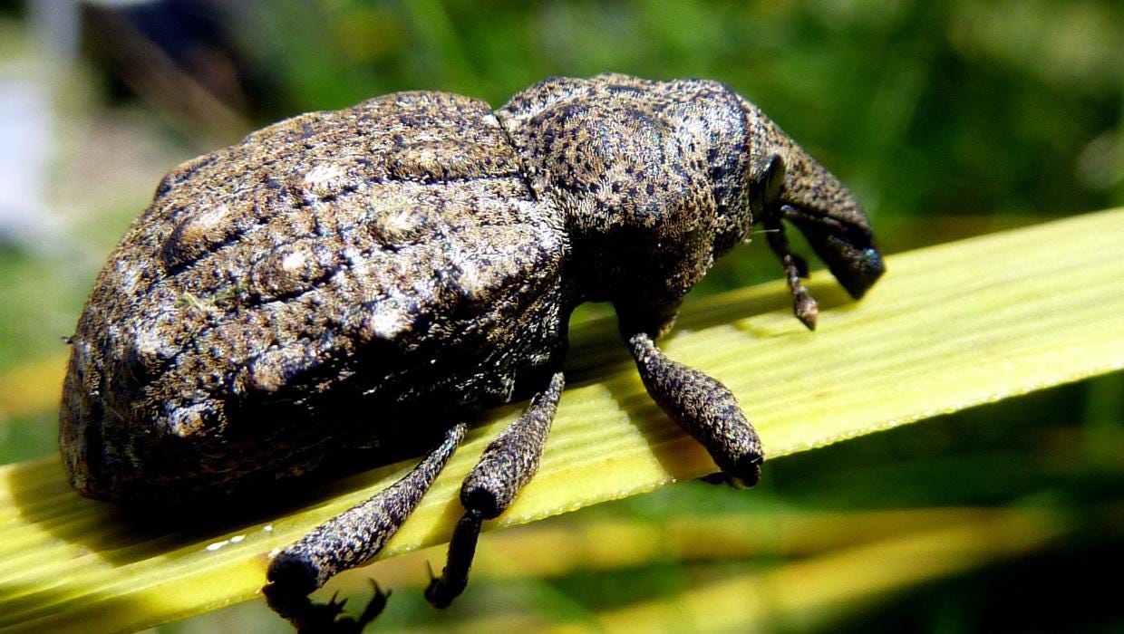 Canterbury knobbled weevil hangs on for dear life | Stuff