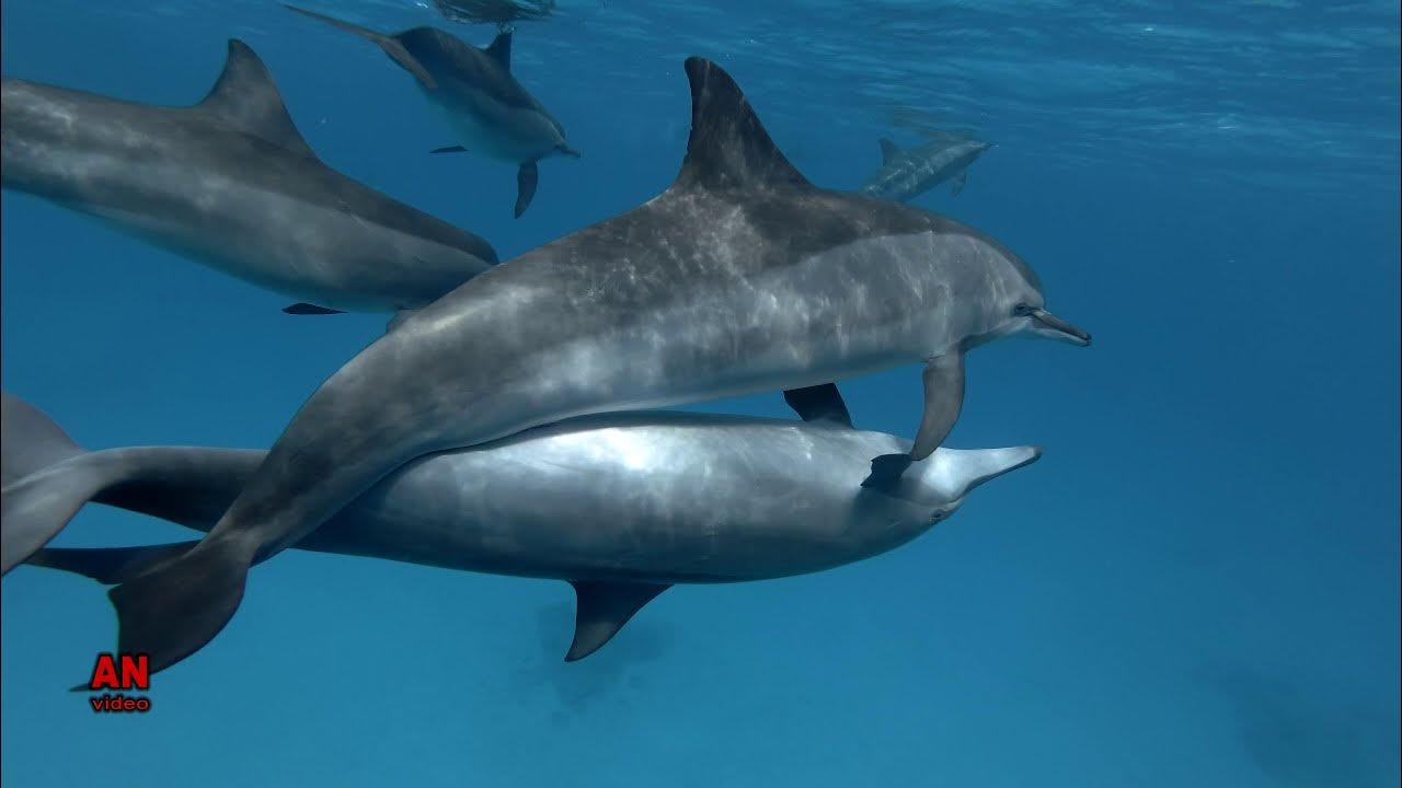 Dolphins mating season. - YouTube