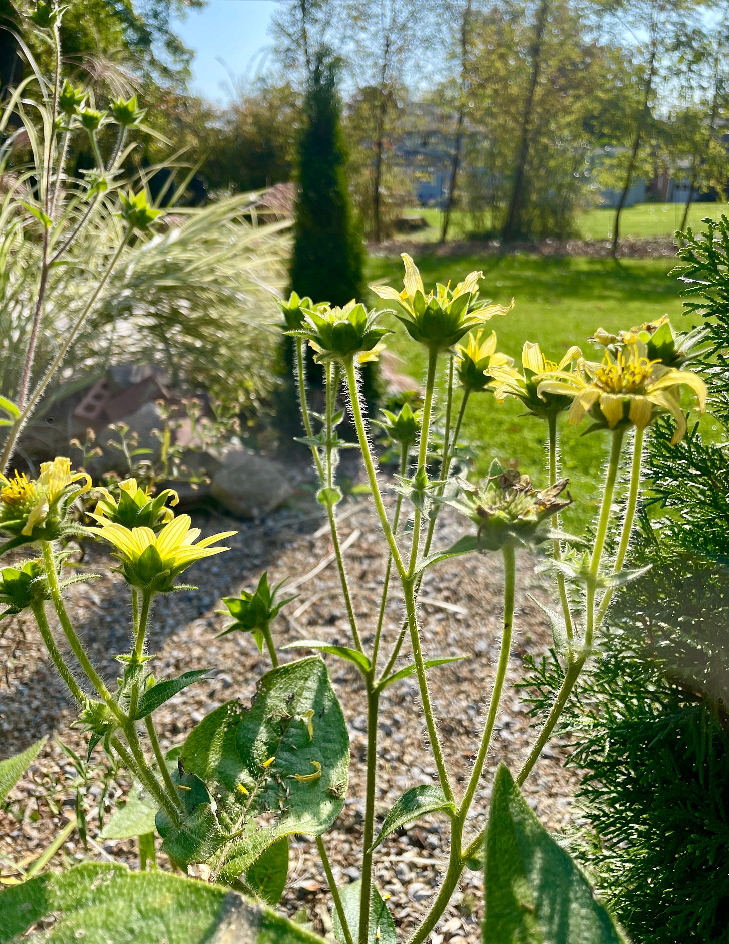 Another soft yellow native for the prairie border is Silphium mohrii, known as Mohr's rosinweed.