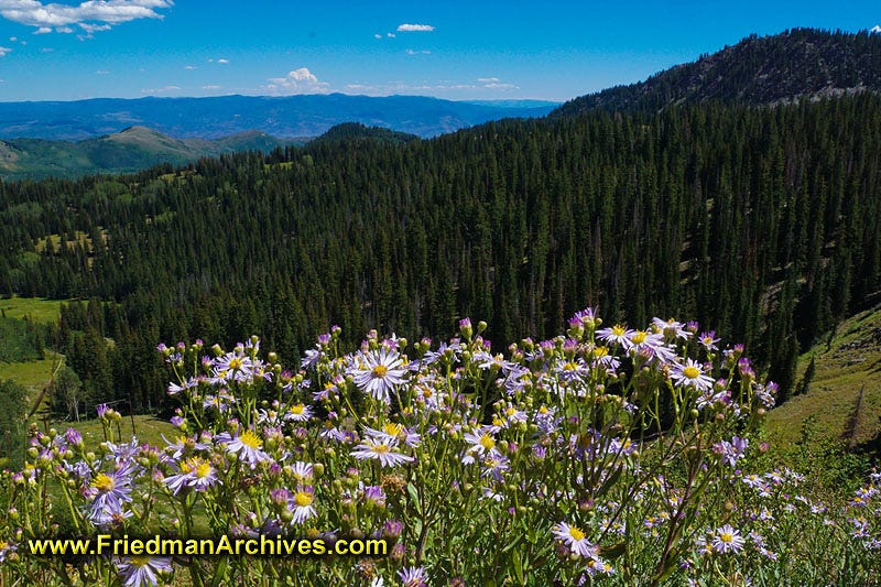 Majestic View and Flowers