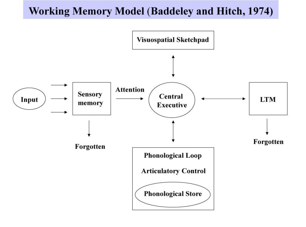 Working Memory Model In Psychology (Baddeley & Hitch)