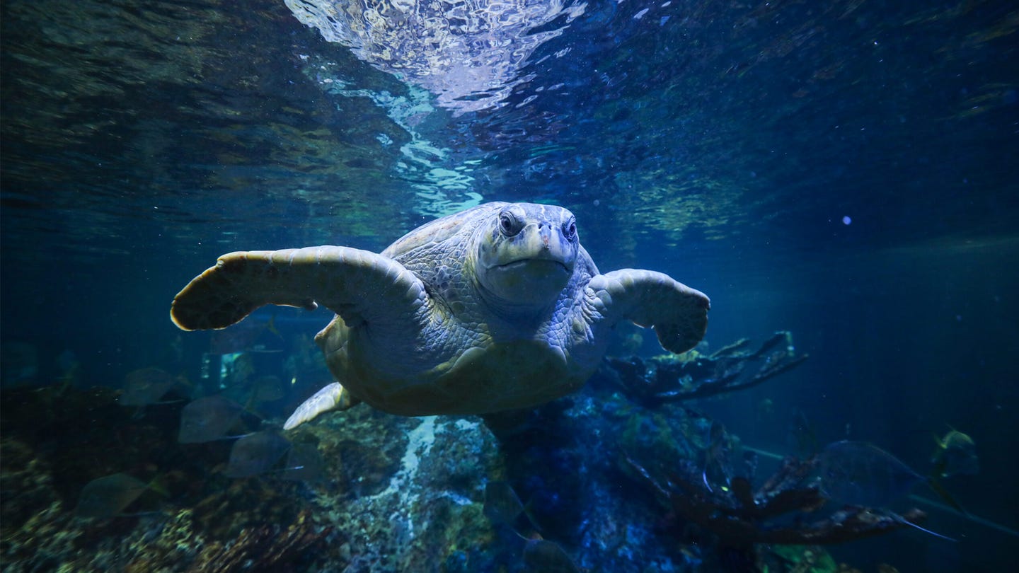a green sea turtle swims in a large aquarium tank.